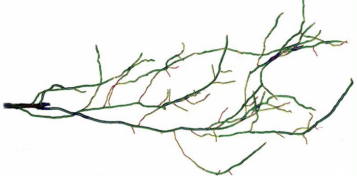 根系圖像分析系統