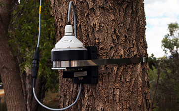 DBV60環式生長記錄傳感器