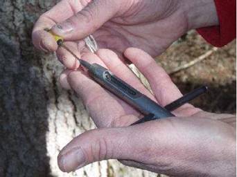 微型樹木生長錐