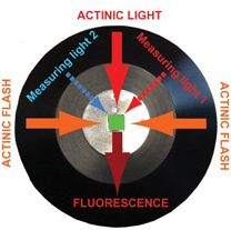 FL 6000雙調制葉綠素熒光儀