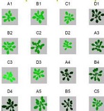 PlantScreen高通量植物表型成像分析系統(tǒng)（自動傳送版）