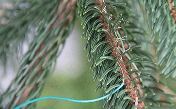 ΔLA-C 葉面空氣溫差傳感器