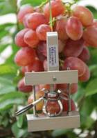 DF果實(shí)生長(zhǎng)變化傳感器