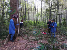 TRU樹木雷達檢測系統為古樹名木保護保駕護航