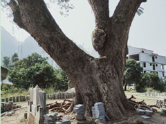 點將科技技術(shù)團隊順利完成1600年樹齡古樟樹健康檢測