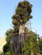 點將科技技術(shù)團隊順利完成1600年樹齡古樟樹健康檢測