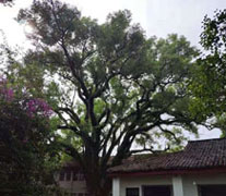 點將科技技術(shù)團隊順利完成1600年樹齡古樟樹健康檢測