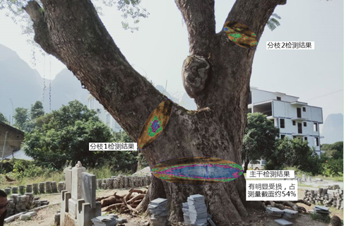 點將科技技術(shù)團隊順利完成1600年樹齡古樟樹健康檢測