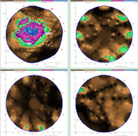 點將科技技術(shù)團隊順利完成1600年樹齡古樟樹健康檢測