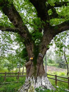 TRU樹(shù)木雷達(dá)助力古樹(shù)名木保護(hù)