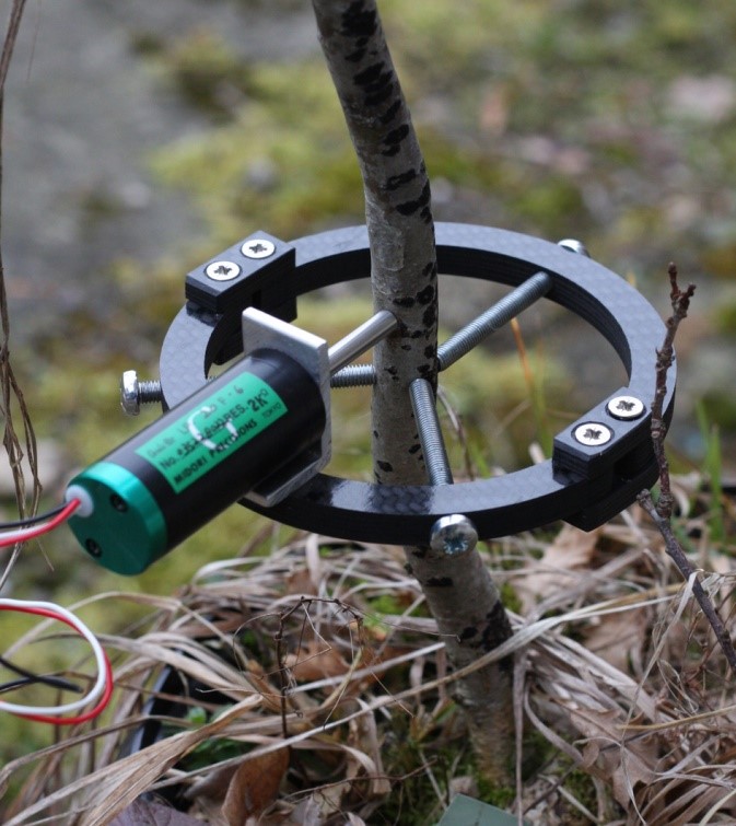 莖干生長(zhǎng)變化