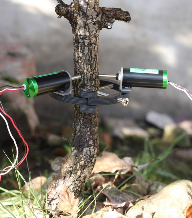 莖干生長(zhǎng)變化