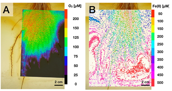 根系O2呼吸作用成像