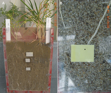 根際PH和CO2的成像