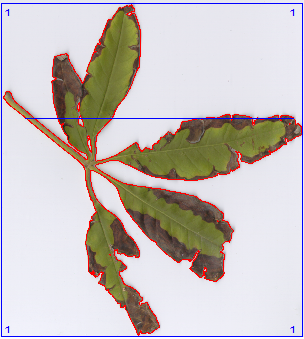 植物圖像分析系統(tǒng)