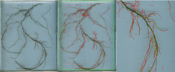 植物圖像分析系統(tǒng)