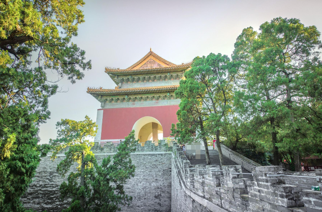 古樹檢測 古樹檢測