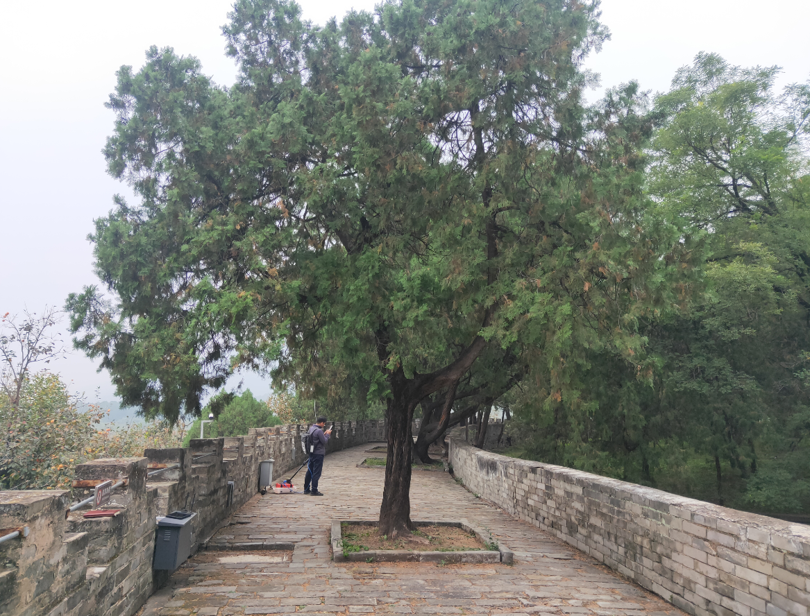 TRU應用于古樹檢測 TRU應用于古樹檢測