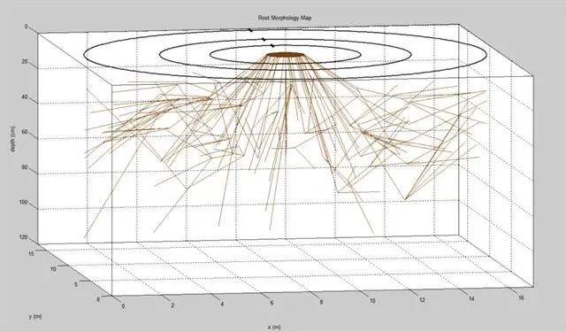 根系3D示意圖 根系3D示意圖