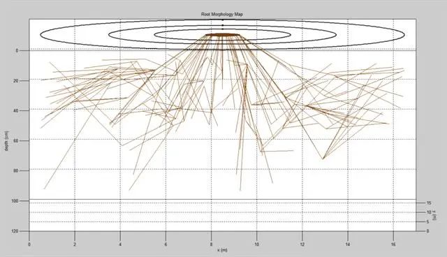 根系3D示意圖 根系3D示意圖