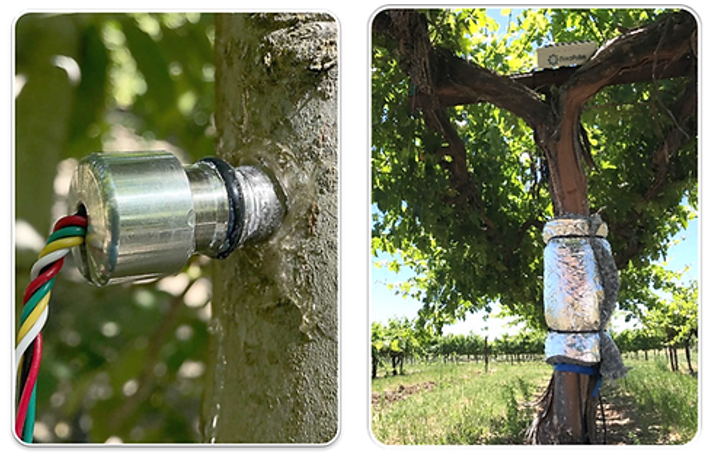   原位莖桿水勢測量儀