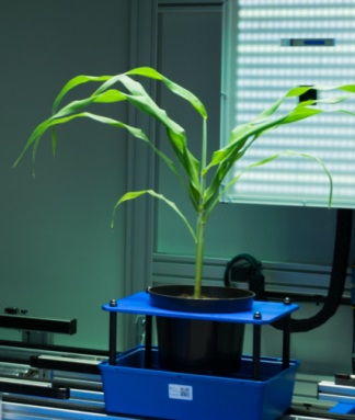 植物表型成像系統