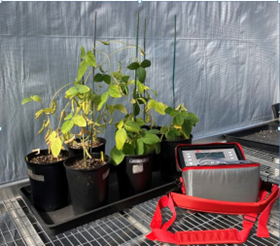 AP4 植物氣孔計(jì)