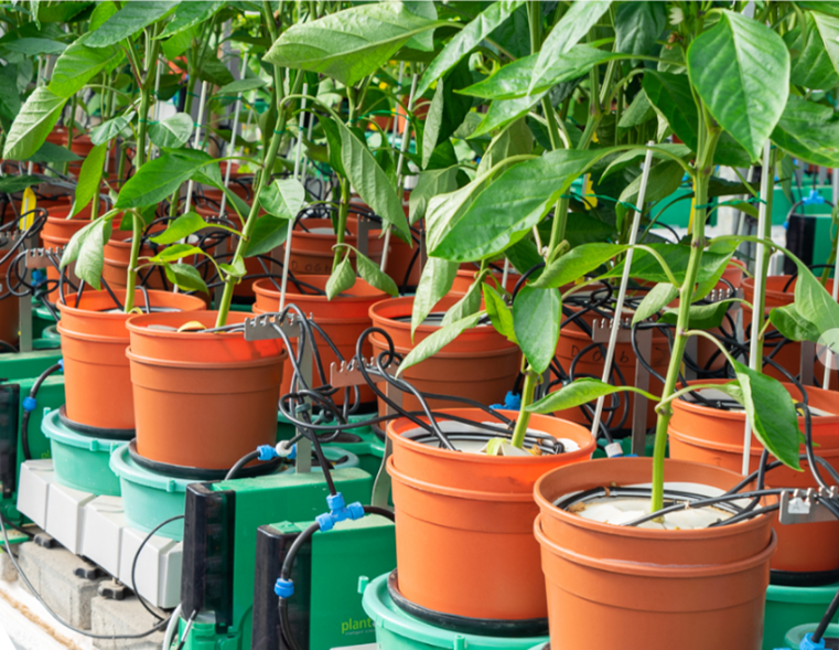 高通量植物生理表型系統