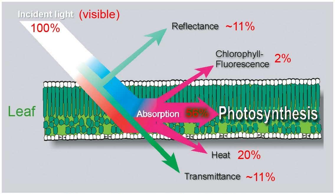 日光誘導葉綠素熒光(SIF)監測系統 日光誘導葉綠素熒光(SIF)監測系統