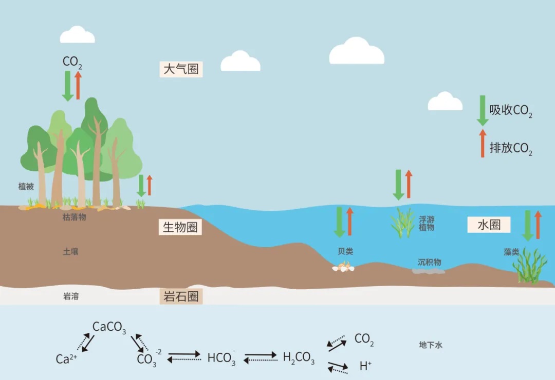生態系統碳匯過程 生態系統碳匯過程