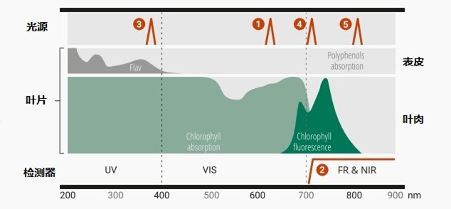 植物葉綠素&多酚測量儀