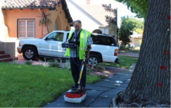 檢查膠皮糖香樹的大型結(jié)構(gòu)性樹根