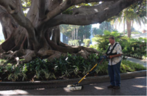 車道上探尋樹根